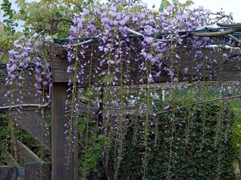 Loji Wisteria