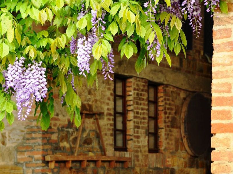 Wisteria mekar