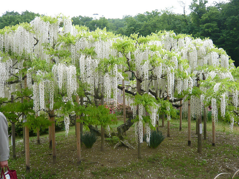 Wisteria kecantikan