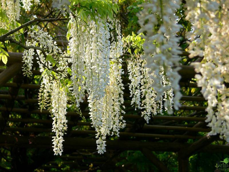 Aroma bunga Wisteria.