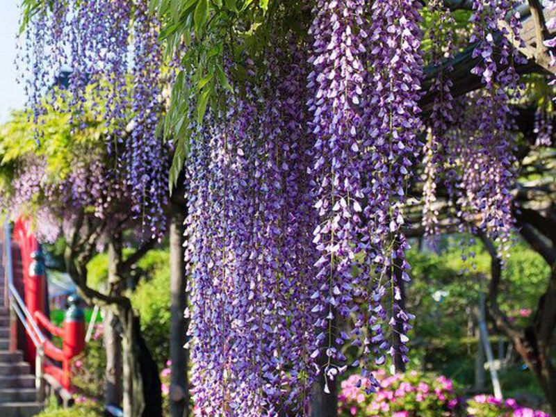 Penjagaan dan penanaman Wisteria.