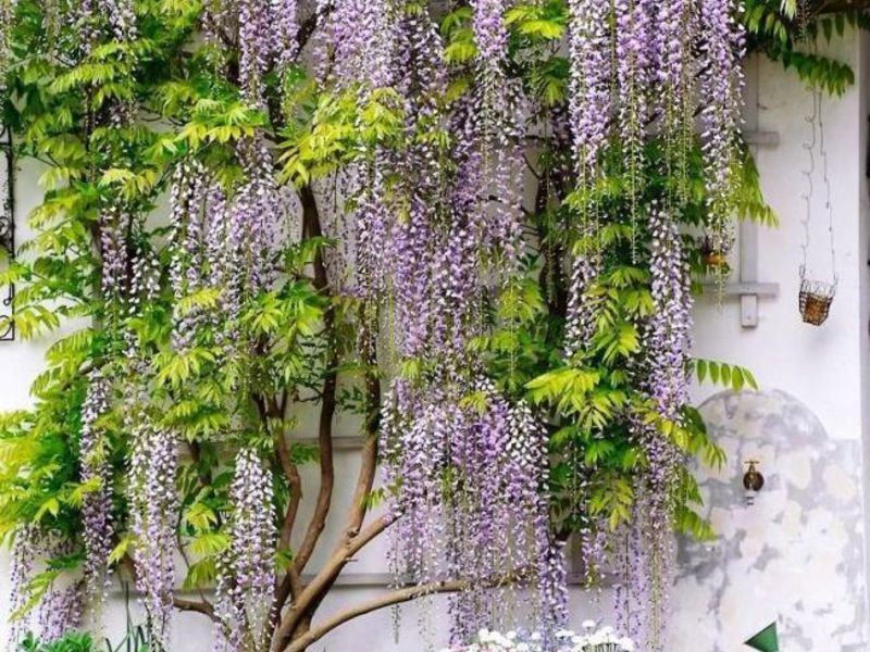 Wisteria yang semakin meningkat