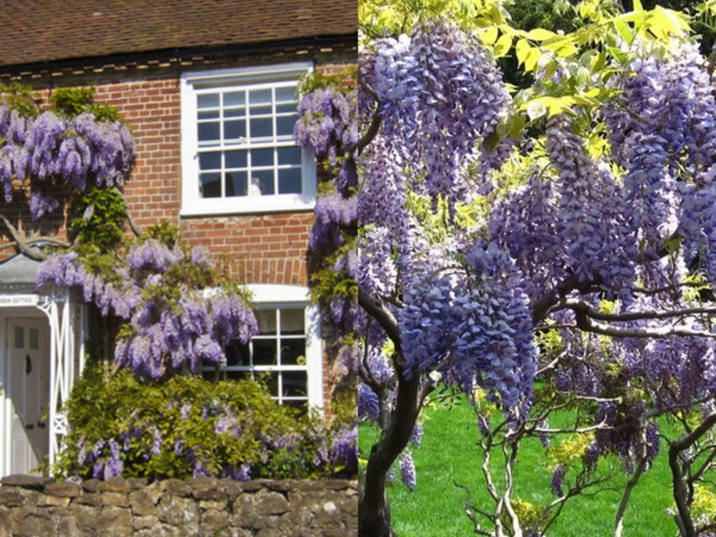 Penjagaan Wisteria