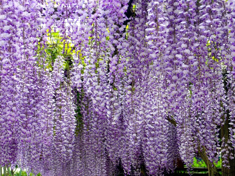 Aroma bunga Wisteria.