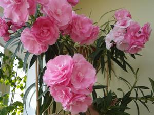 Oleander di rumah