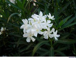 Oleander biasa.