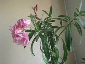 Oleander yang elegan