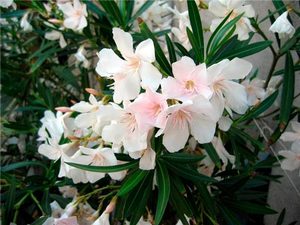 Oleander cantik