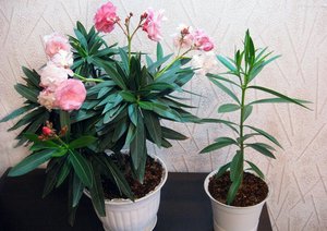 Adakah sukar untuk menanam oleander di rumah