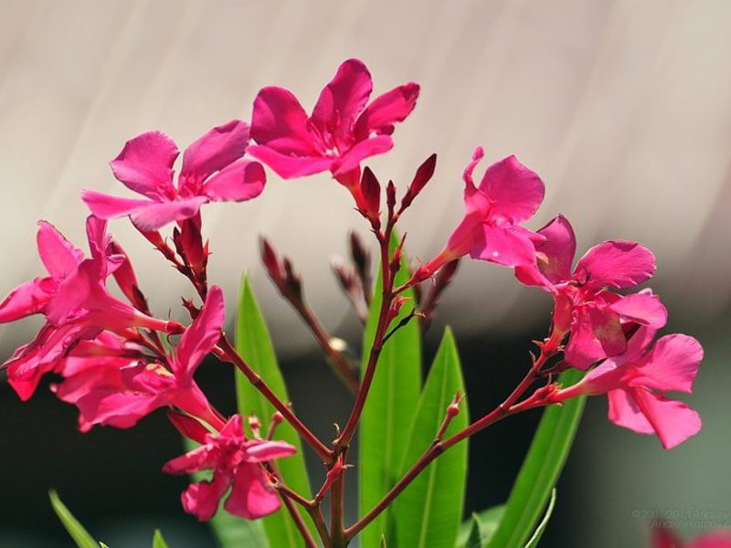 Oleander dalaman