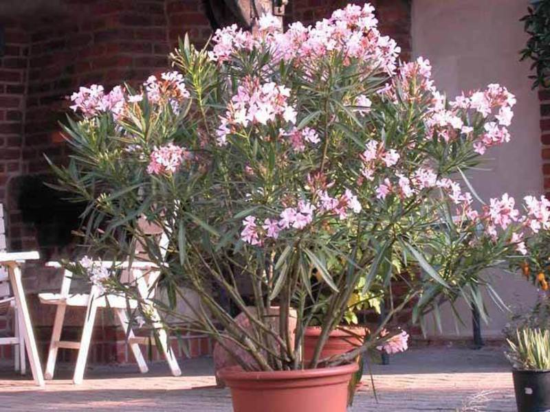 Oleander bunga dalaman