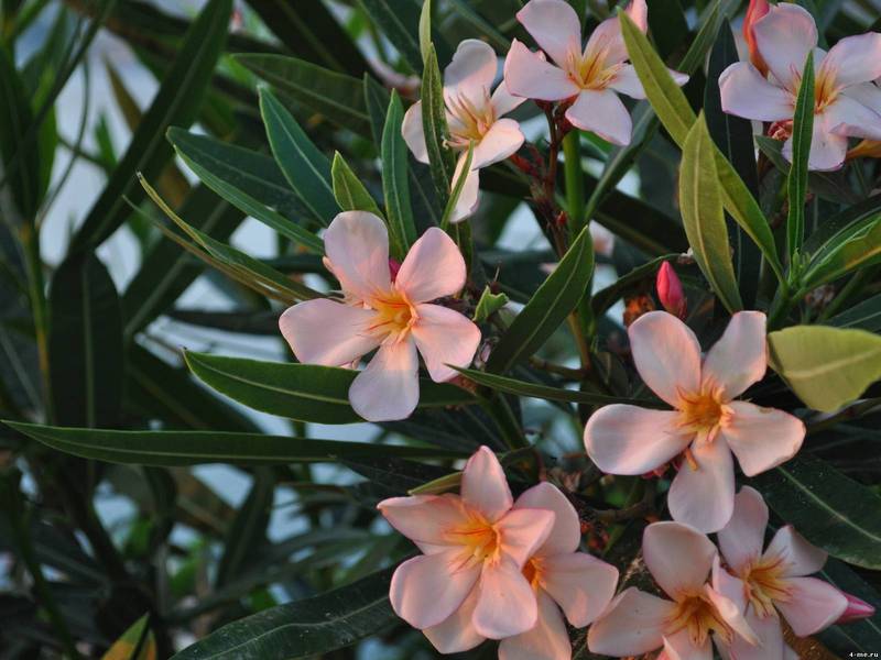 Penjagaan Oleander