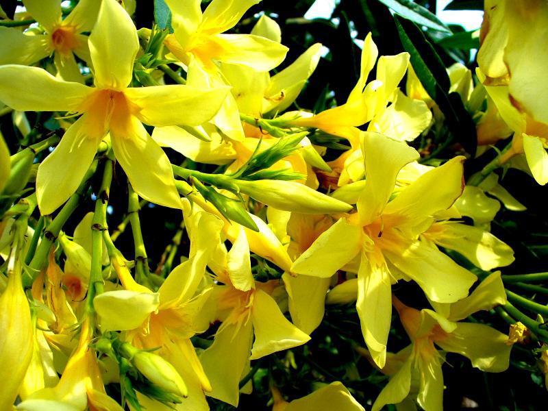 Oleander yang elegan