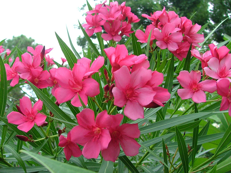 Oleander biasa.