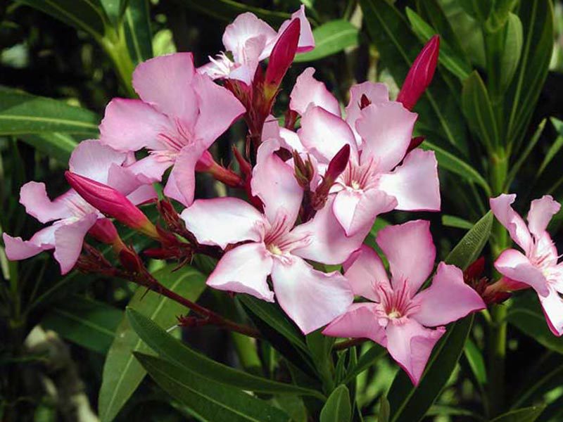 Oleander biasa