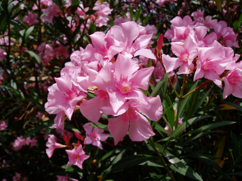 Penjagaan Oleander