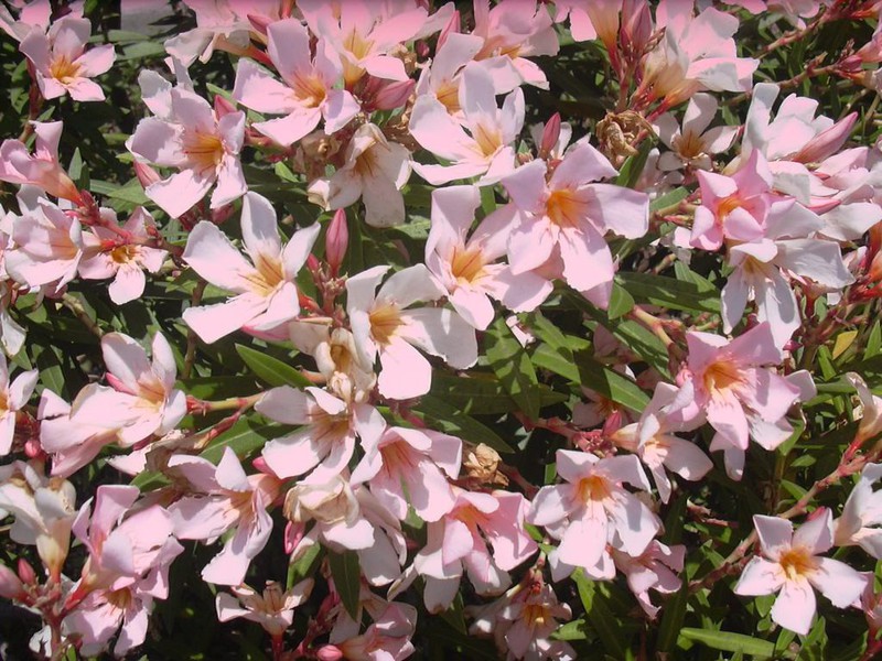 Cara pemindahan oleander