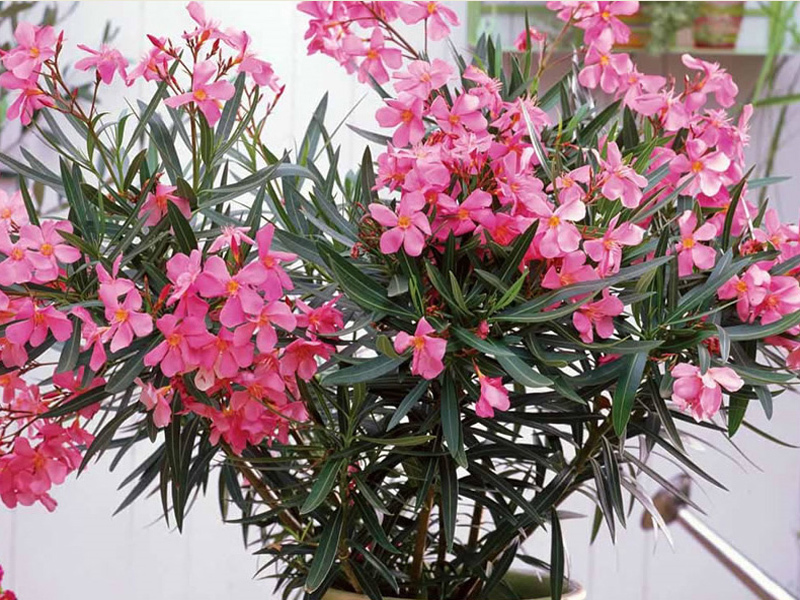 Pembiakan oleander