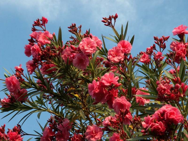 Pertumbuhan Oleander