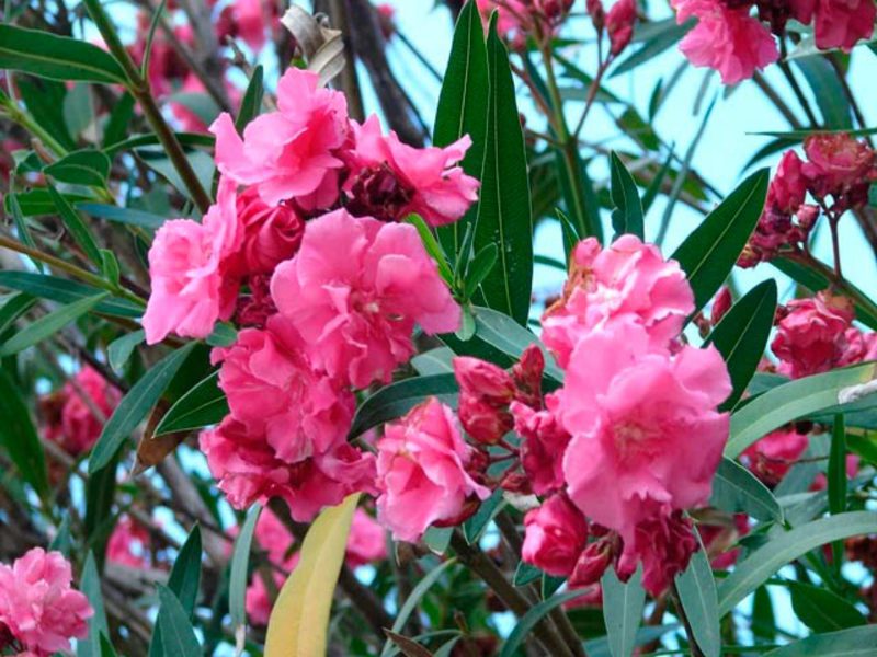 Spesies Oleander