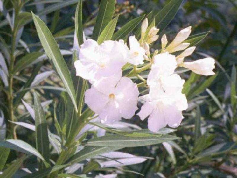 Cara menjaga oleander