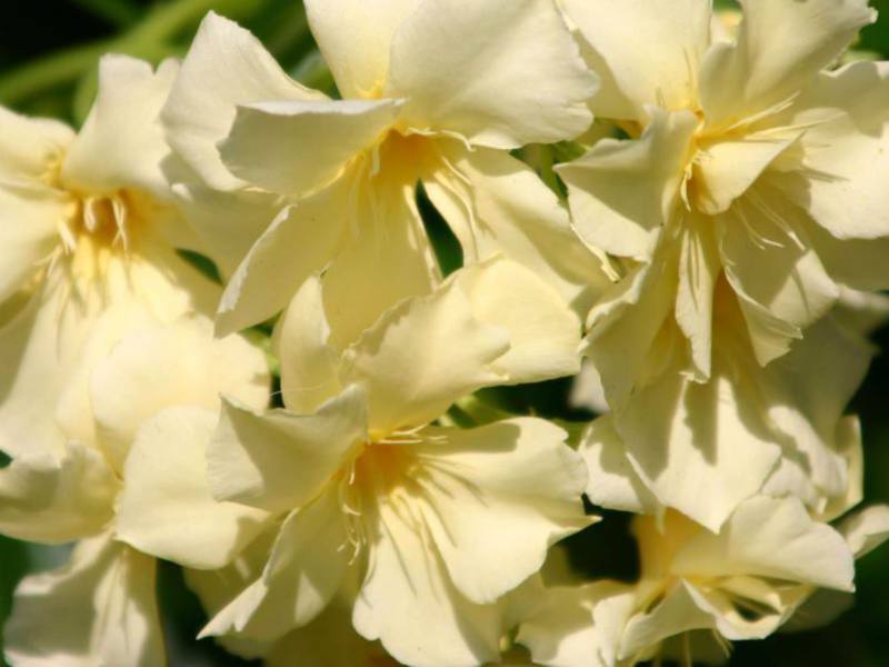 Oleander kuning