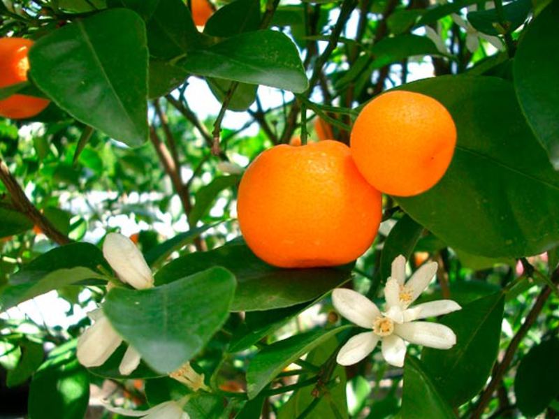 Pokok oren di dalam rumah