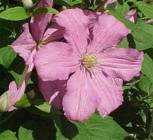 Clematis de boucher