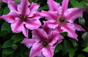 Clematis adalah penghias yang indah