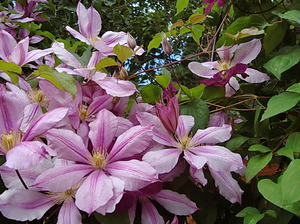 Bagaimana clematis tumbuh