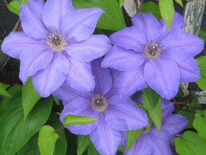 Cara merawat clematis