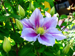 Apakah keanehan clematis