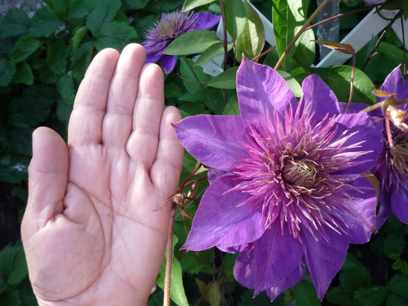 Clematis adalah penghias taman yang indah