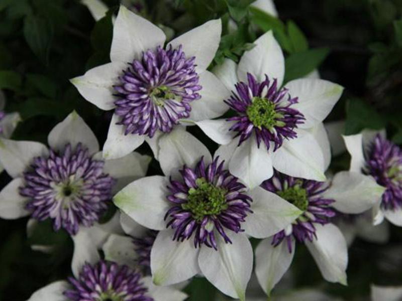 Varieti clematis terbaik