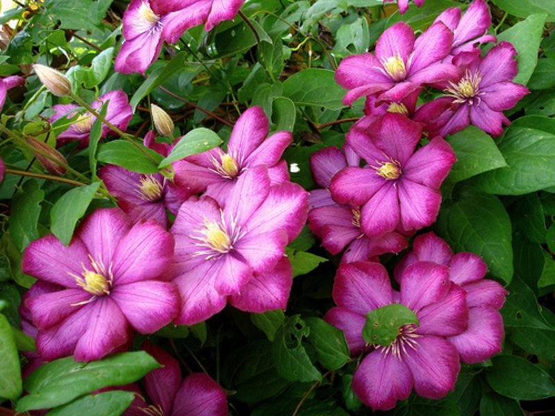 Pelbagai Clematis