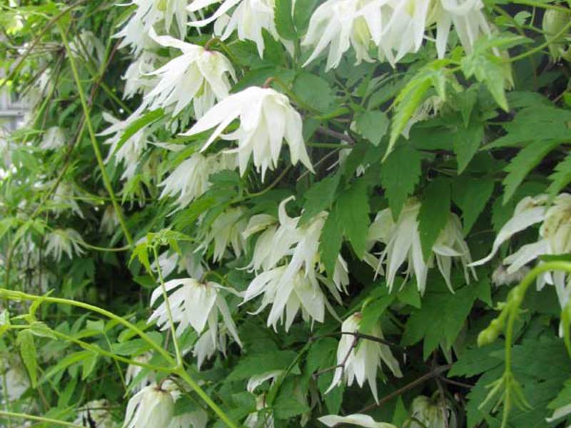 Bunga clematis alpine