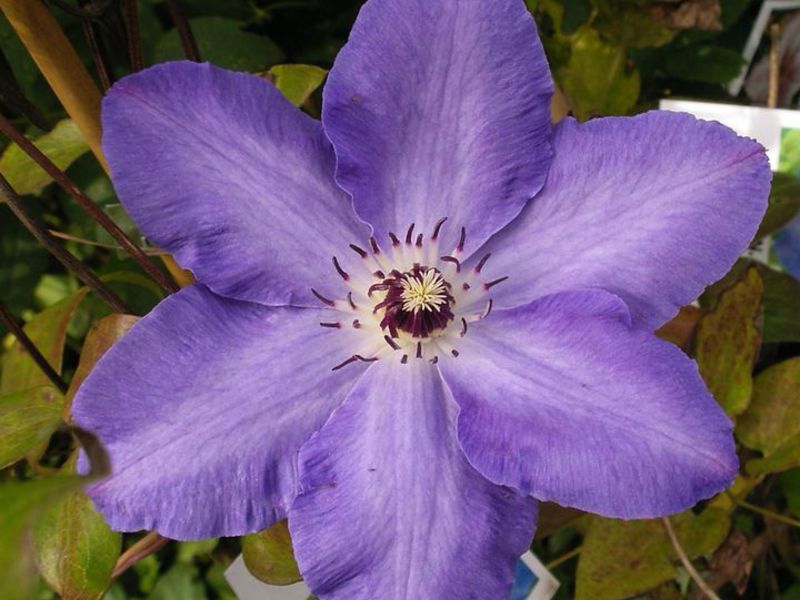 Bunga Clematis