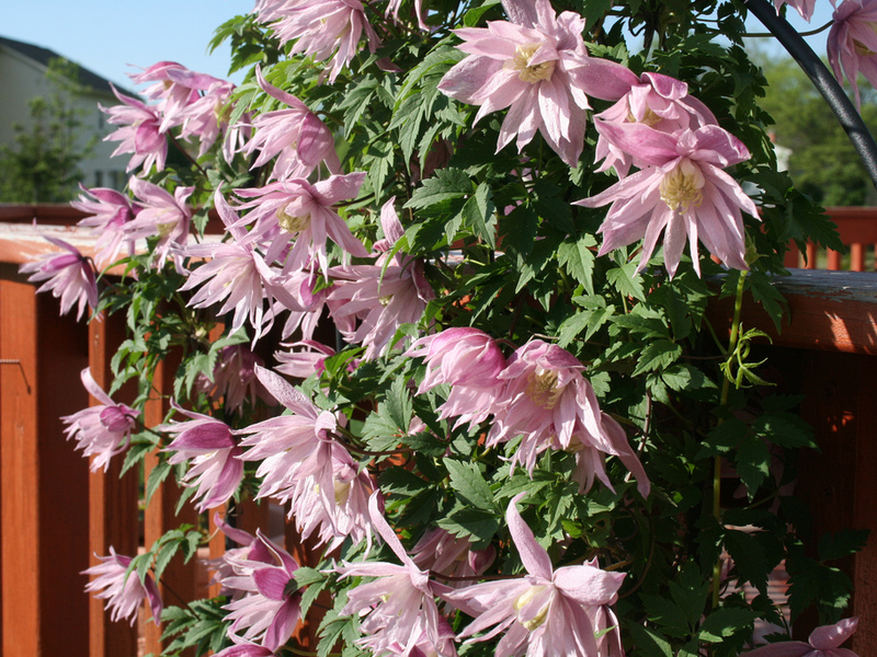 Clematis bunga taman