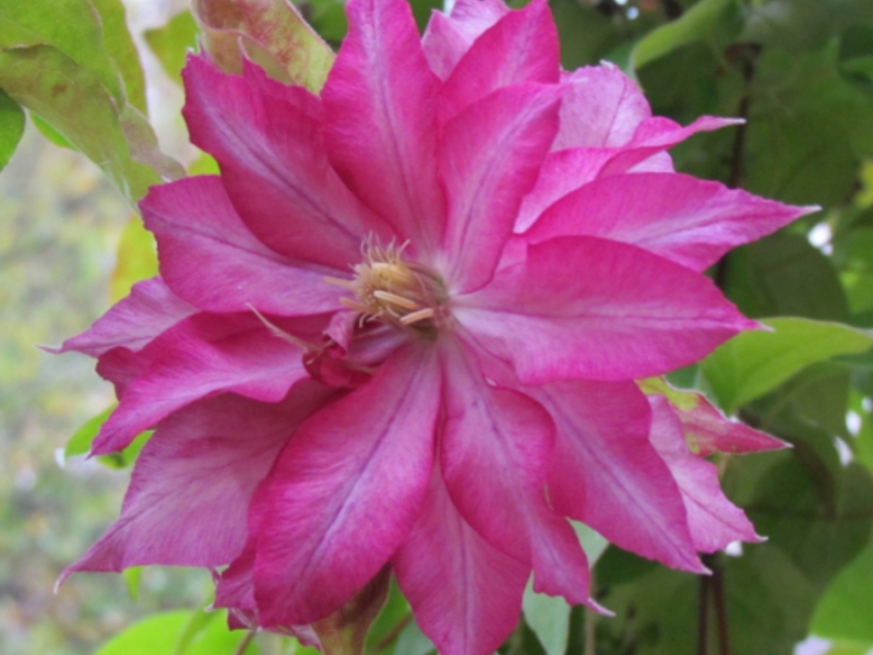 Clematis yang mekar