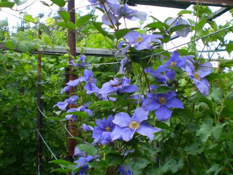 Bunga Clematis