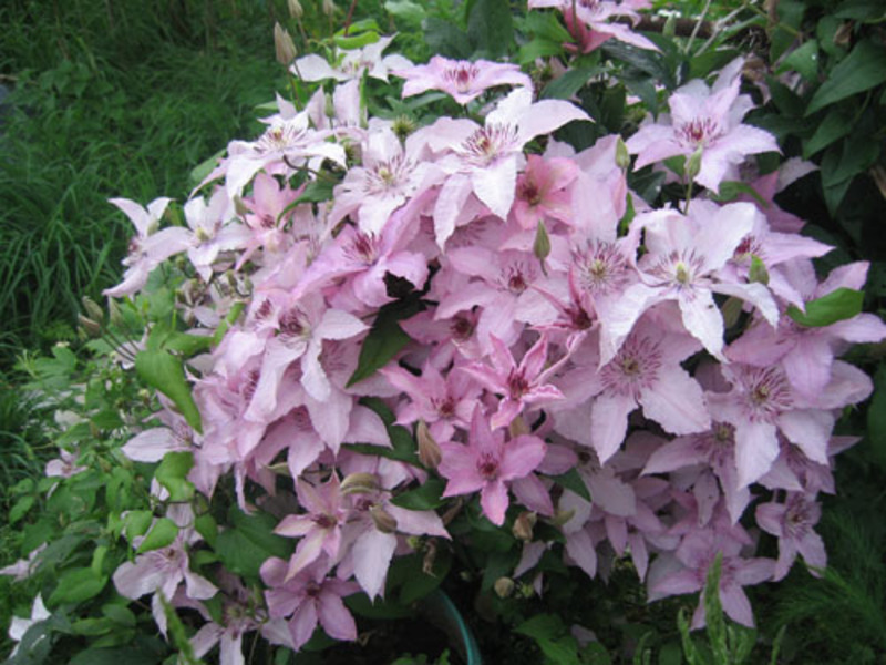 Clematis untuk taman negara