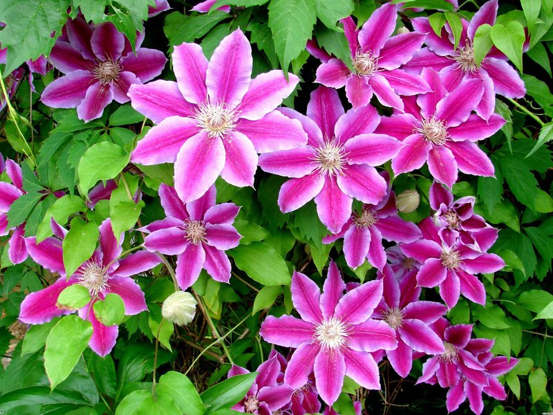 Cara menanam clematis