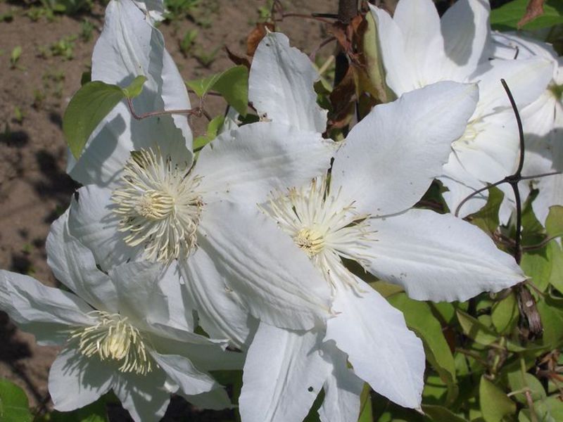 Bagaimana clematis tumbuh