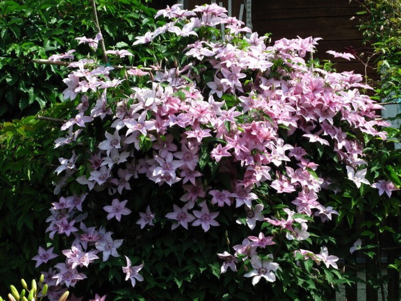 Jenis-jenis clematis