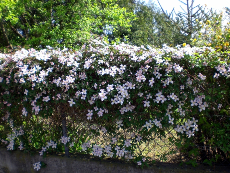 Bunga clematis berbau harum