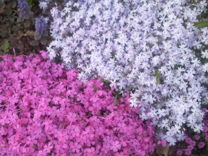 Mekar phlox tahunan terry