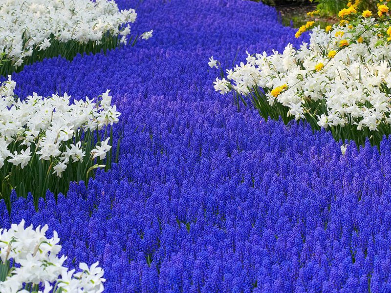 Penerangan mengenai jenis bunga Muscari M. armeniacum