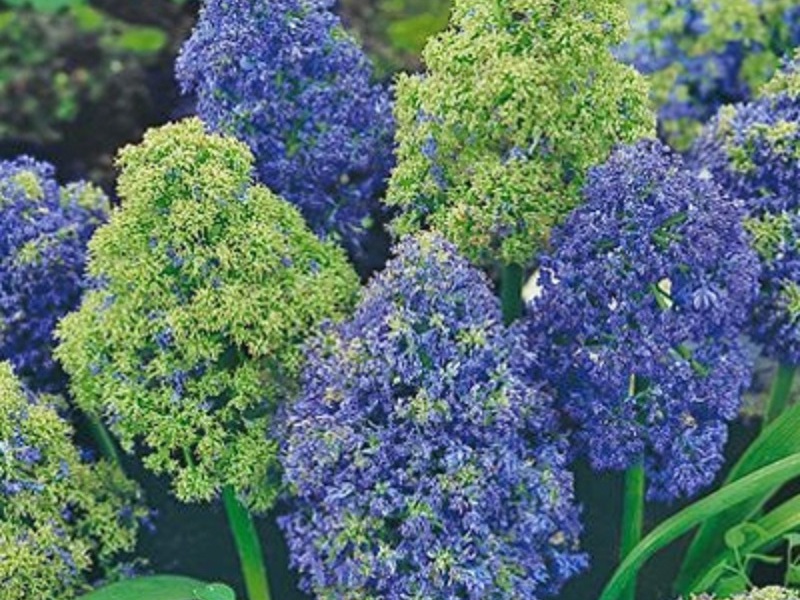 Warna Muscari M. armeniacum Fantasy penciptaan