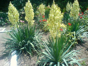 Cara menjaga yucca