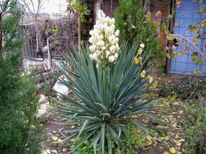 Loji Yucca